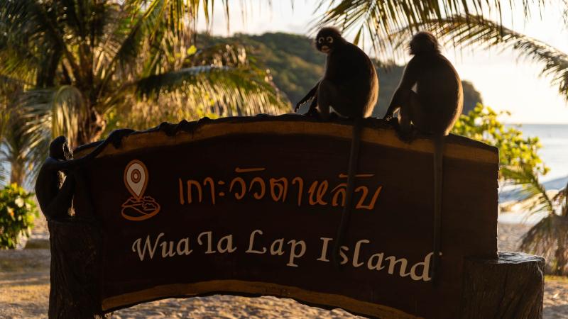 Два обезьяны сидят на деревянном указателе с надписью "Wua La Lap Island" на фоне пальм и пляжа. На табличке также видна надпись на тайском языке и иконка с изображением лодки.