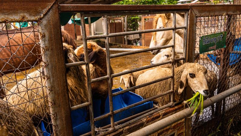 Овцы и козы в металлической клетке на ферме в Паттайе; одна овца ест свежую траву, а в фоне видна лошадь.