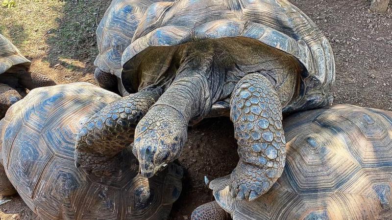 Гигантская сухопутная черепаха с морщинистой кожей и покрытыми чешуей лапами стоит на других черепахах. На её панцире видны характерные концентрические кольца роста, а вокруг — земля и сухая трава.