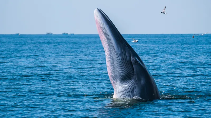Кит поднимает голову из синего моря, демонстрируя характерные складки на горле. На фоне видны силуэты лодок на горизонте и летящие над водой птицы.