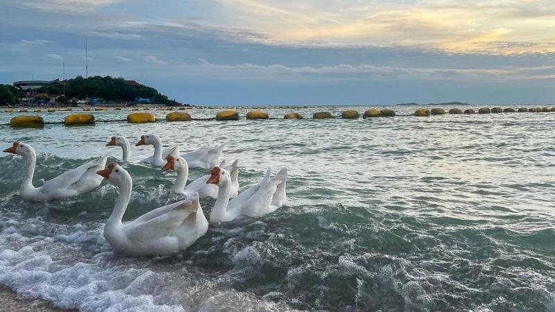 Белые утки плывут в море у берега, где волны разбиваются о песок. На заднем плане видна линия плавучих буйков и небольшой остров с постройками под облачным небом.