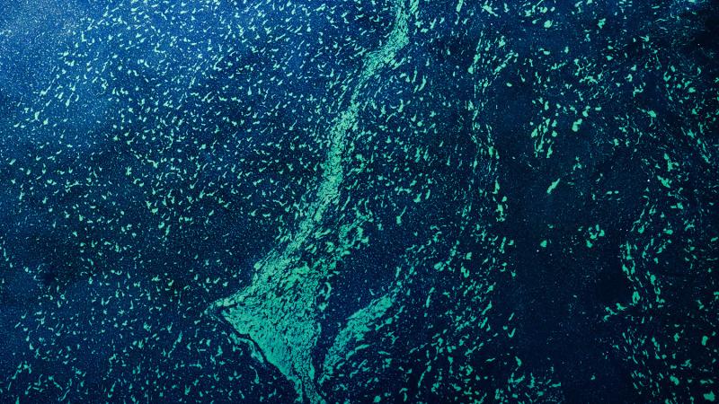 Скопление планктона в море, вид сверху