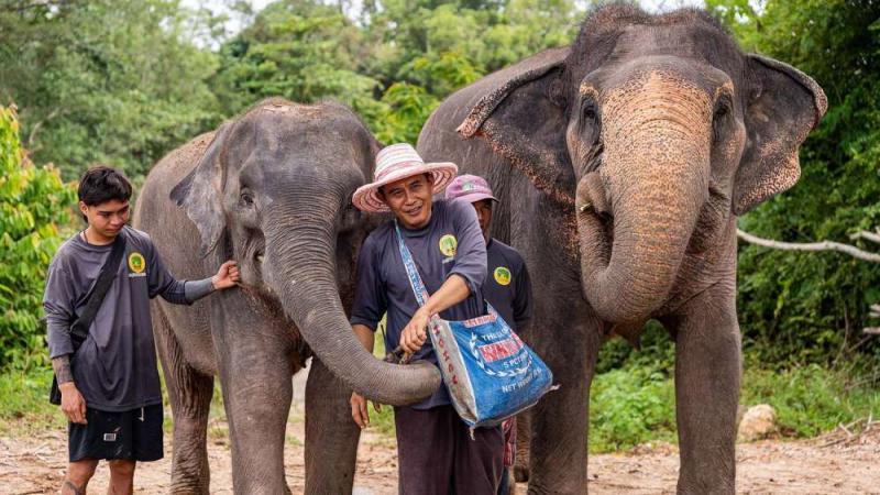 Смотрители The Lake Phuket Elephant Home кормят двух слонов из мешка с кормом