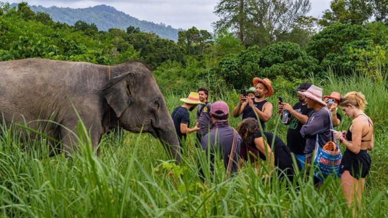 Группа гостей в высокой траве фотографирует слона — The Lake Phuket Elephant Home