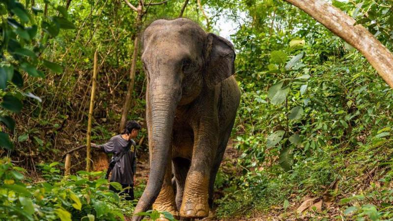 Слон идёт по лесной тропе рядом со смотрителем — The Lake Phuket Elephant Home