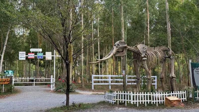 Макет скелета слона у въезда в парк Elephant Care Park Nai Dee