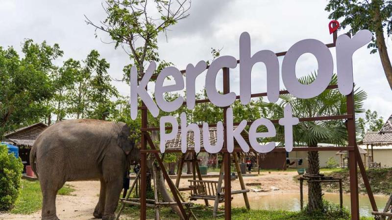 Слон у большой вывески Kerchor Phuket на входе в парк слонов в Кату
