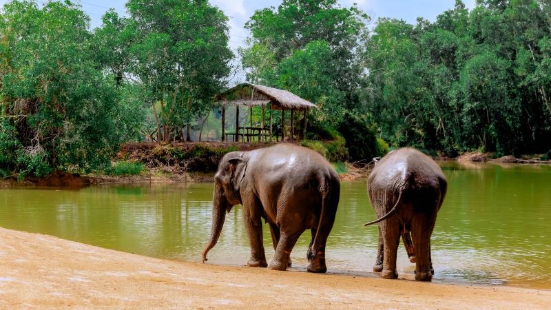 Два слона заходят в озеро у деревянной беседки — The Lake Phuket Elephant Home