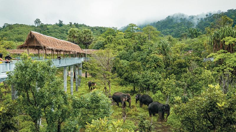 Надземная тропа над джунглями и слоны на поляне — Phuket Elephant Sanctuary