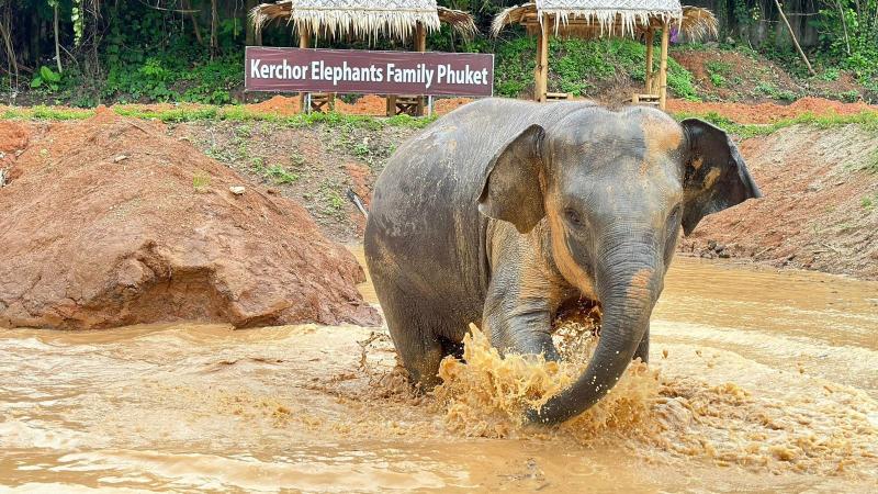 Слон принимает грязевую ванну на площадке Kerchor Elephant Family в Кату