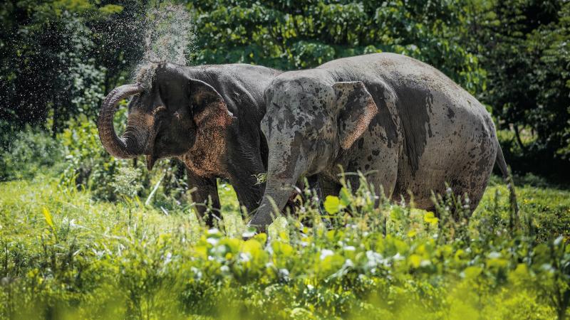 Два слона обливаются водой из хобота на поляне Phuket Elephant Sanctuary