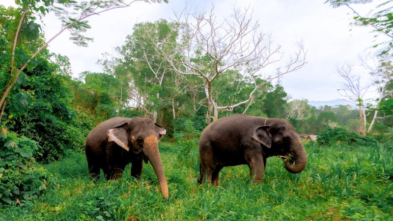Два слона пасутся на зелёном холме в The Lake Phuket Elephant Home