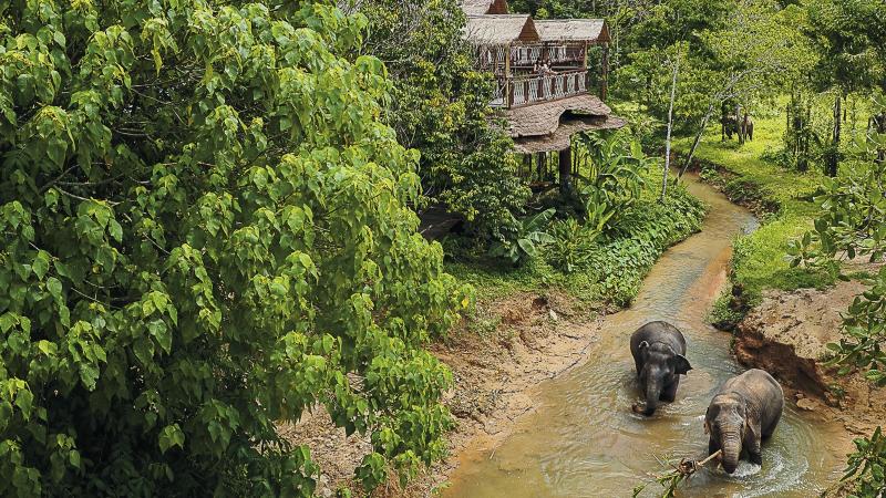 Два слона идут по ручью под домиком на сваях — Phuket Elephant Sanctuary