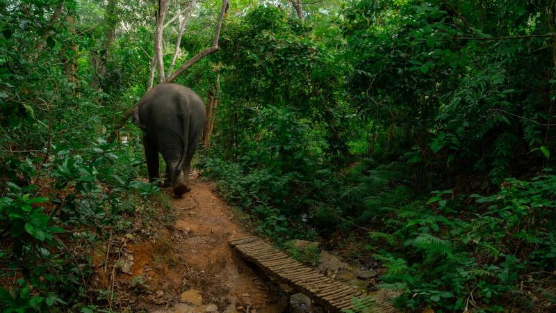 Слон идёт по лесной тропе в заповеднике The Lake Phuket Elephant Home