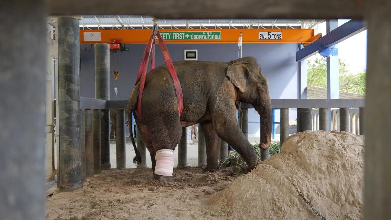Слон с перевязанной ногой в госпитале для слонов Phuket Elephant Sanctuary