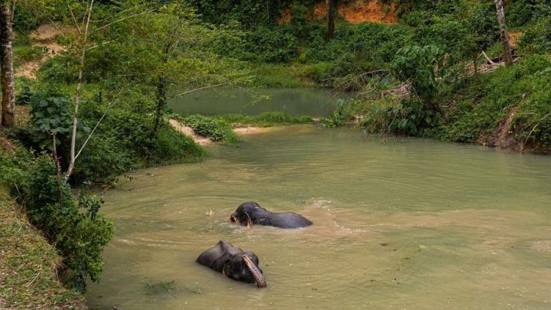 Два слона плавают в пруду среди джунглей Phuket Elephant Sanctuary