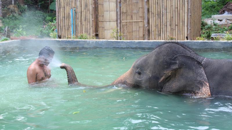 Слон в бассейне Kok Chang Safari брызгает водой из хобота на гостя