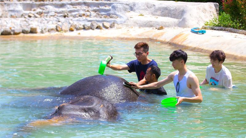 Гости трут слонов щётками в бассейне Kok Chang Safari