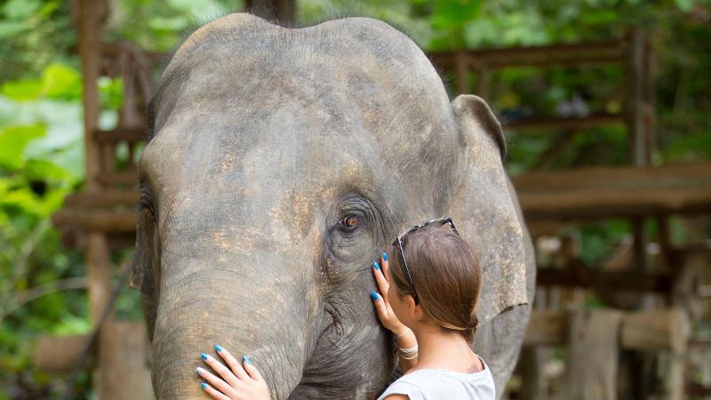 Гостья обнимает слона за голову в слоновнике Kok Chang Safari