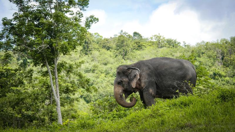 Слон пасётся на склоне в джунглях Phuket Elephant Sanctuary