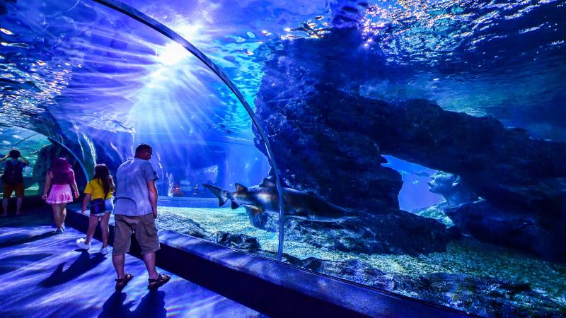 Подводный тоннель с акулами в океанариуме SEA LIFE Bangkok