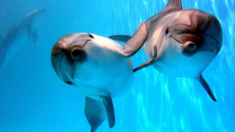 Два дельфина плывут навстречу камере в голубой воде, их морды и глаза хорошо видны. На заднем плане слева виден силуэт третьего дельфина.