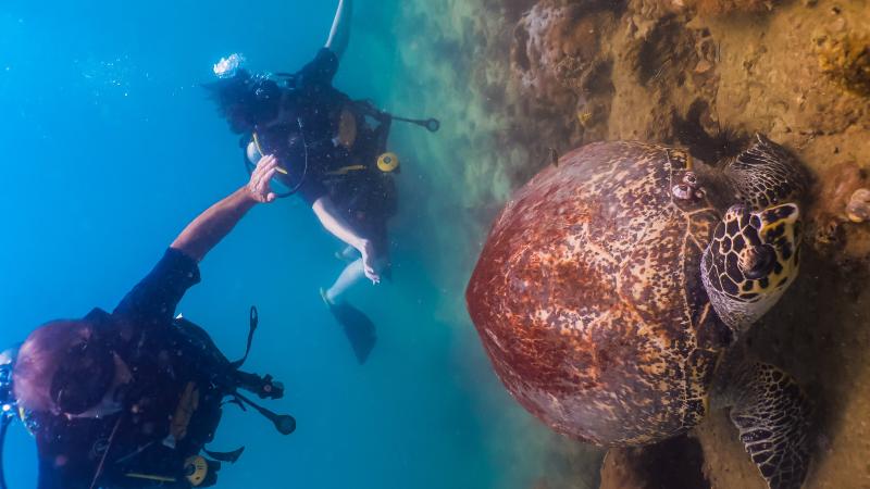 Дайверы и морская черепаха у коралловой скалы