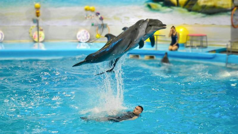 Дельфин в высоком прыжке над бассейном, внизу тренер в воде — шоу дельфинария на Пхукете