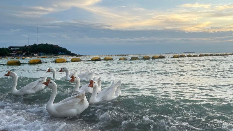 Белые гуси у кромки воды на пляже