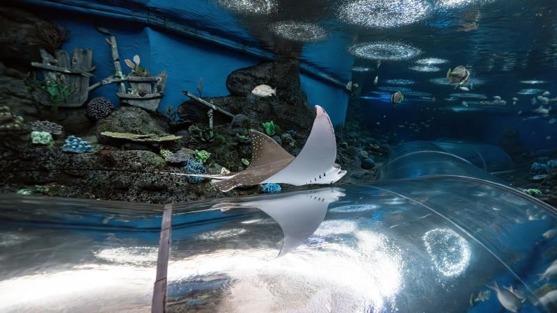 Скат над подводным тоннелем океанариума Underwater World в Паттайе