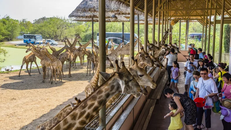 Туристы кормят жирафов с деревянной платформы в Safari World