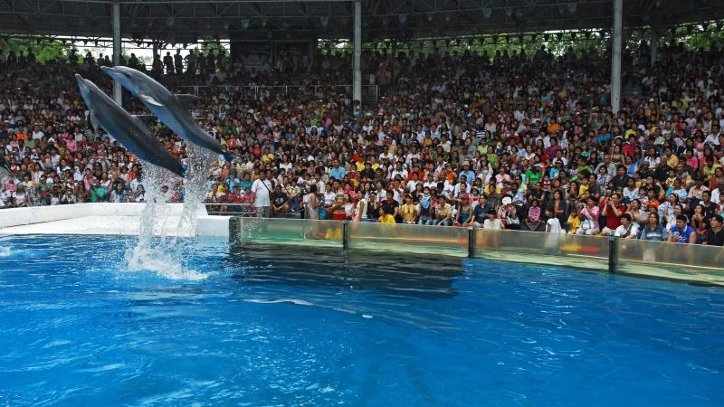 Шоу на воде на большой арене Marine Park