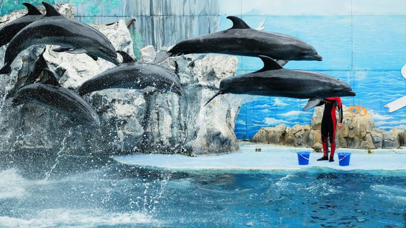 Шоу дельфинов в Marine Park