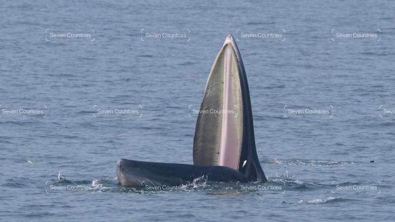 Кит поднимает голову над водой во время кормления