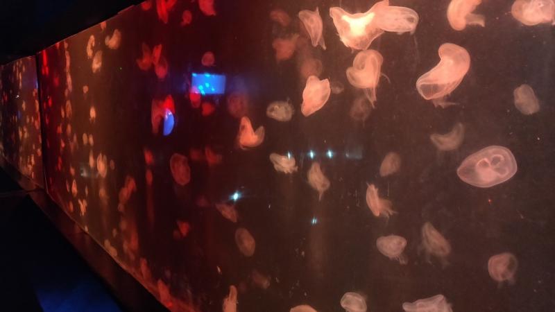 В темном аквариуме плавают многочисленные медузы, подсвеченные красным и синим светом. Их полупрозрачные тела и щупальца видны на фоне тёмной воды.