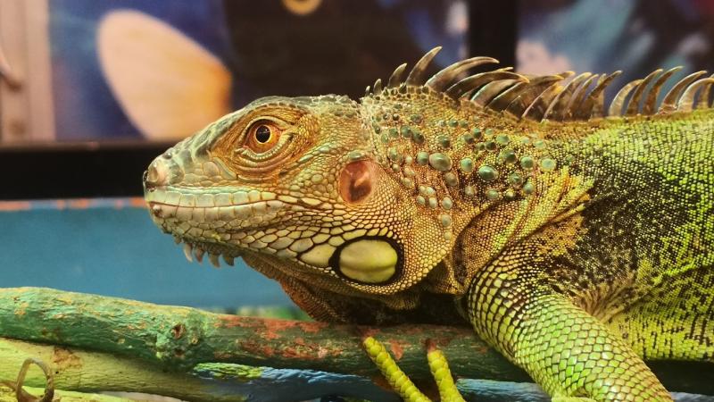 Зеленый игуан с характерными шипами на спине и желтоватым подчелюстным мешком сидит на ветке. Крупный план головы рептилии с детализированной чешуей и оранжевым глазом.