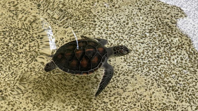 Черепашонок в бассейне центра охраны морских черепах