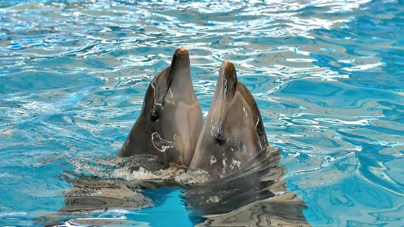 Два дельфина высунулись из воды в бассейне дельфинария Dolphins Bay Phuket