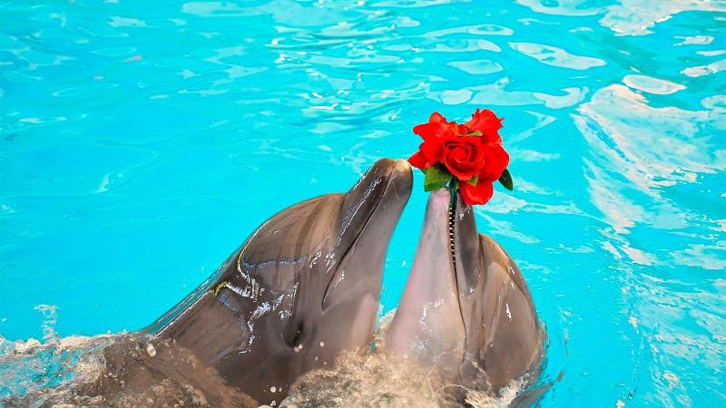 Два дельфина держат красные розы на шоу в дельфинарии Dolphins Bay Phuket в Чалонге