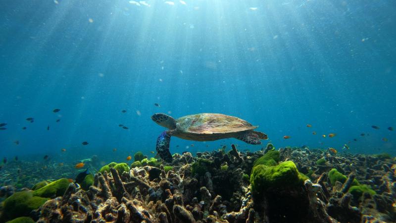 Морская черепаха над рифом у островов Сурин, сквозь воду пробиваются лучи солнца