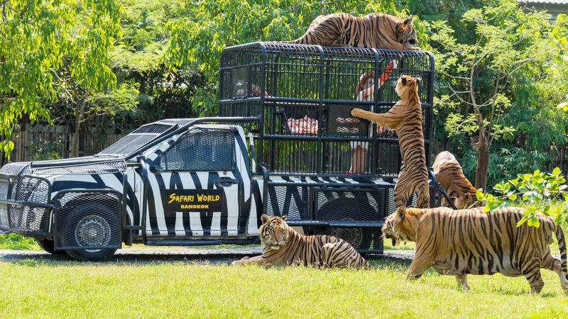 Белый внедорожник в зебровую полосатую окраску с надписью "Safari World Bangkok" стоит на траве, а вокруг него свободно гуляют и лежат несколько тигров. Один тигр стоит на задних лапах у клетки на крыше машины, другой лежит на крыше, а остальные находятся на земле.