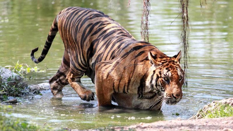 Тигр с характерными полосами стоит по грудь в мелкой воде, глядя прямо в камеру. На заднем плане видна спокойная поверхность озера и свисающие с деревьев корни.
