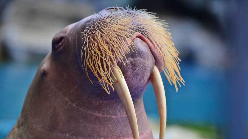 Крупный план морды моржа с длинными желтоватыми клыками и густой щетиной на морде. Животное подняло голову вверх, на фоне видна размытая голубая вода.