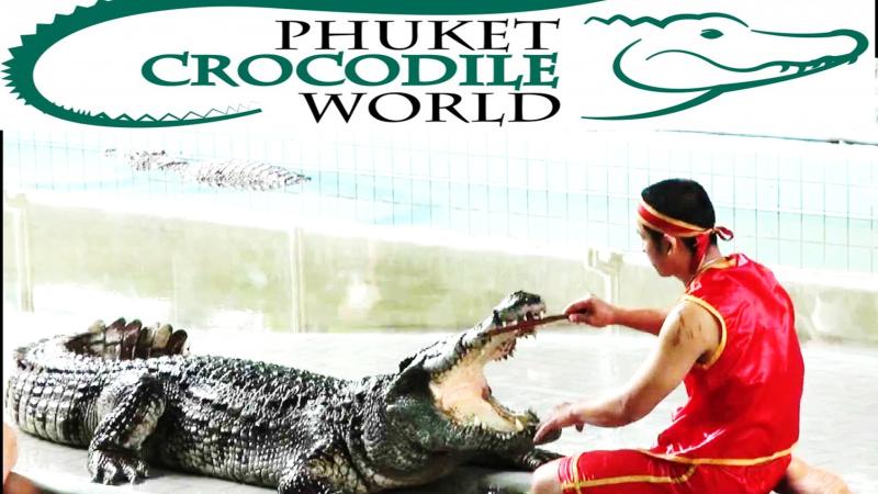 Логотип Phuket Crocodile World и дрессировщик рядом с крокодилом с открытой пастью
