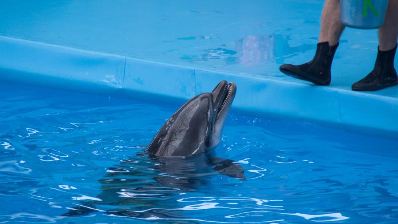 Дельфин высовывает голову из воды в бассейне дельфинария. Рядом на краю бассейна стоит человек в черных ботинках, держащий в руках синий контейнер.