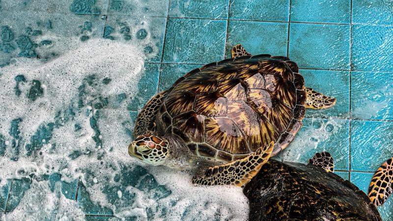 Морская черепаха с узором на панцире плывёт в воде с белой пеной на фоне голубой плитки. Рядом видна часть второй черепахи.