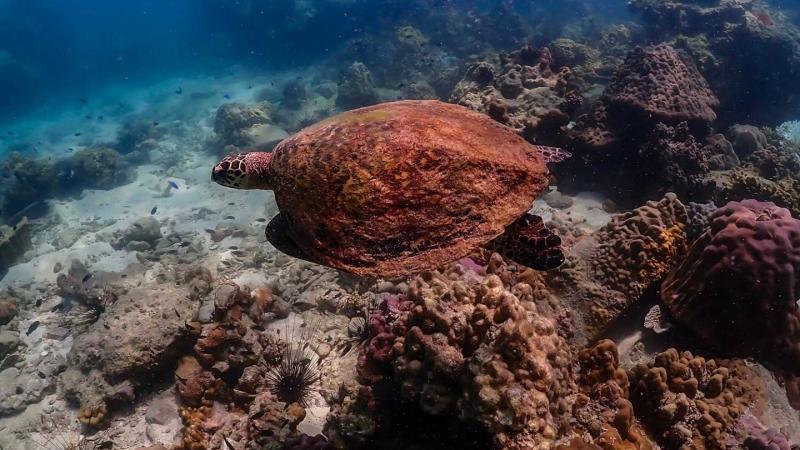 Черепаха плывёт над песчаным дном, окружённым коралловыми рифами и морскими ежами. Подводный пейзаж с мелкими рыбками и разнообразными кораллами.